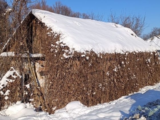 Будинок дом Борзна Борзна