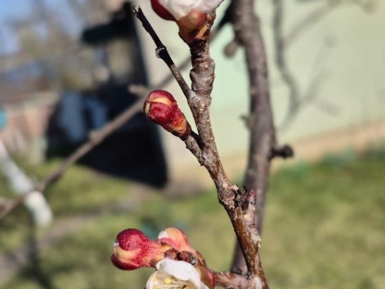 Дача на хаджибеевском лимане Одеса