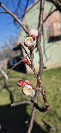 Дача на хаджибеевском лимане - фото 1