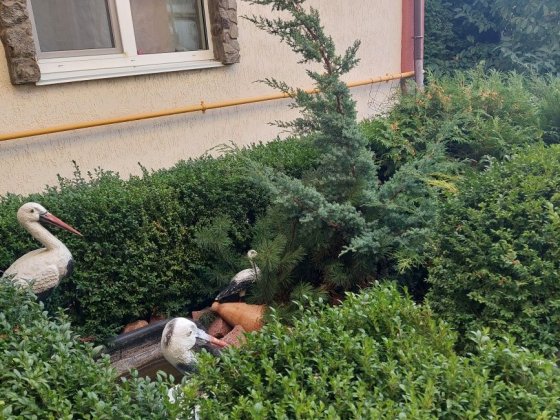 Здається 1 кімн квартира Без комісії, Від власника, на тривалий термін Святопетрівське