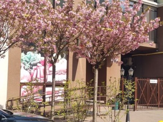 Сдам 1 кімнатну Жк Лісова Казка вул. РАДИСТІВ 34 Г Киев