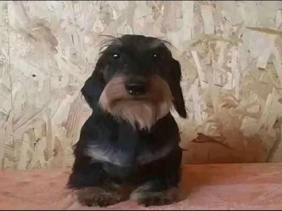 Пес петро для охорони дому Тернопіль