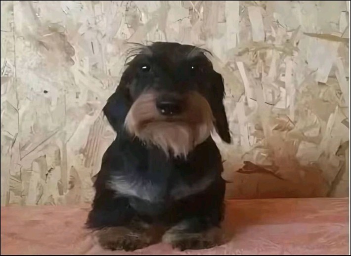 Пес петро для охорони дому - фото 1