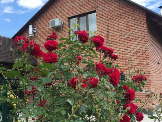 Здам в оренду будинок