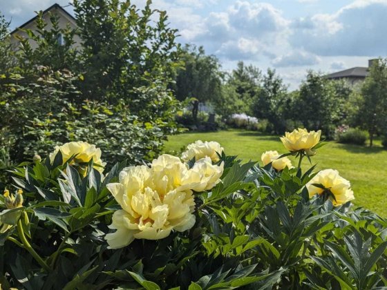 Здаеться будинок с Дмитрівка Дмитрівка