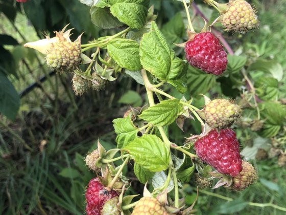 Фермерське господарство