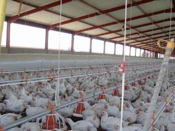 Продається ферма, пташник, вирощування птиці. Коломыя