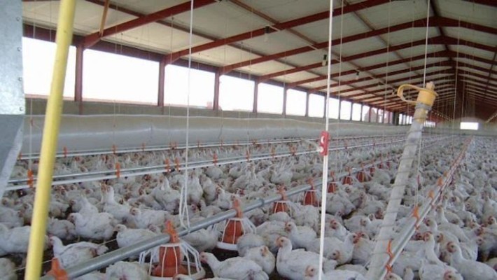 Продається ферма, пташник, вирощування птиці. - фото 1