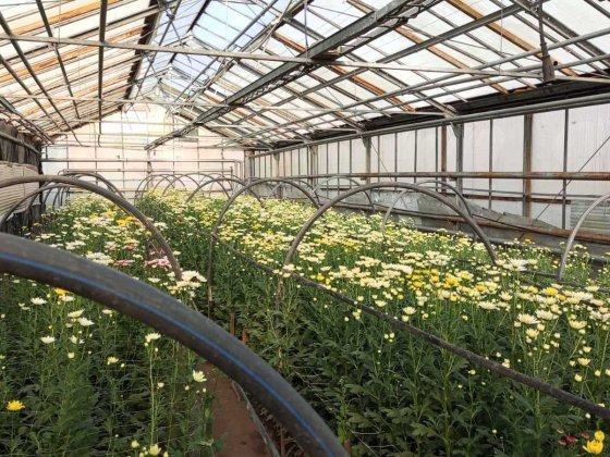 Продаж  працюючої  теплиці в м. СУМИ район вулиці Роменської Суми