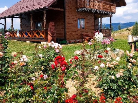 Карпатська модринка