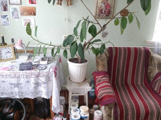 Дуплекс. Баришівка. у Київ. обл. Здам (оренда - під викуп) Барышевка