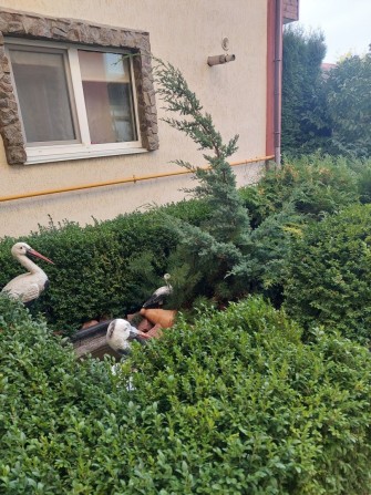 Здається 1 кімн квартира Від власника Без комісії - фото 1