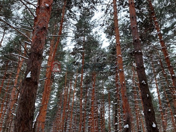 Садовий будинок біля лісу та річки Кам'янське