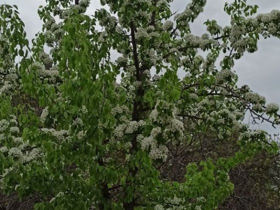 Продам дачу Власовка Власовка