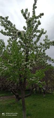 Продам дачу Власовка - фото 1