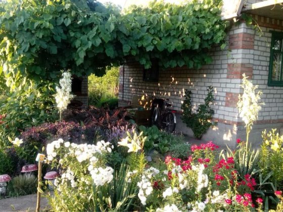 Продам дачу в селищі Власівка