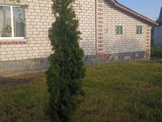 Продам будинок в дачному масиві с. Чижівка Звягель