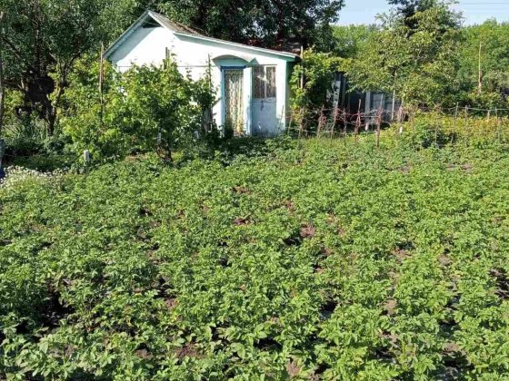 Продам дачу в СО Аист ( Богуслав )