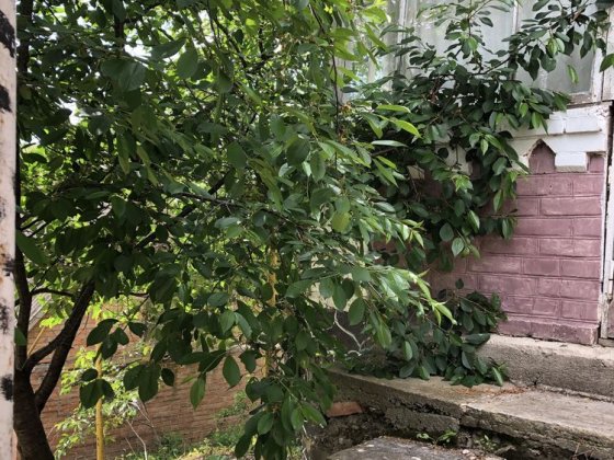 Будиночок Бохоники Бохоники