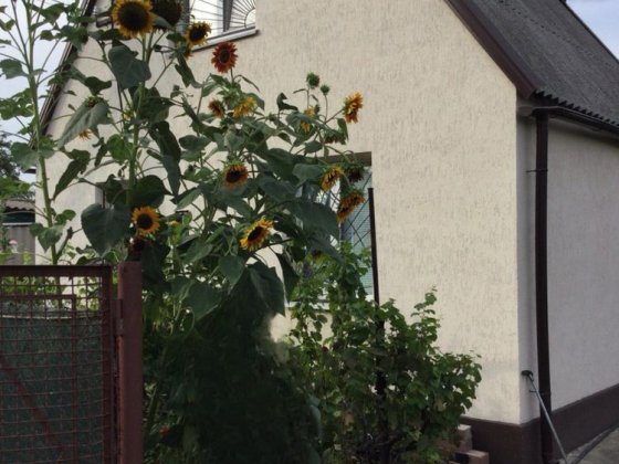 Продам будинок -дачу біля річки, р-н Самарівки