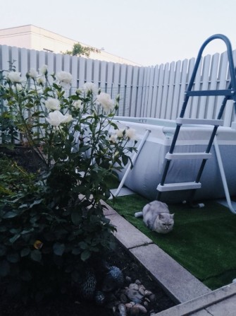 Продажа Таунхаус с.Новые Петровцы КМ Канево, озеро Без% - фото 1