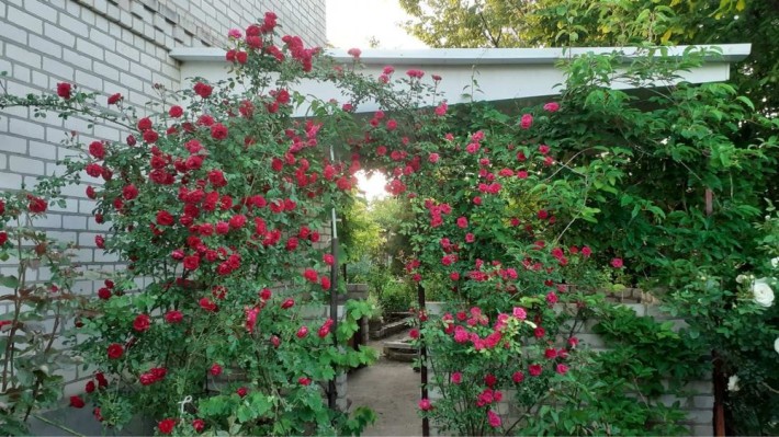 Продаю дачу СТ «Роднічок» приватизована Кирʼяківка - фото 1