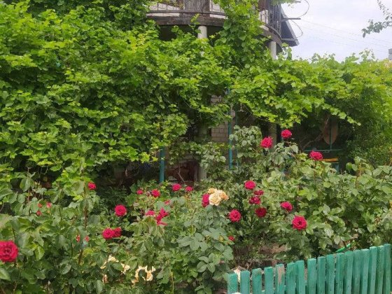 Продам дачу Запорожье с. Владимирское. Великий луг Володимирське