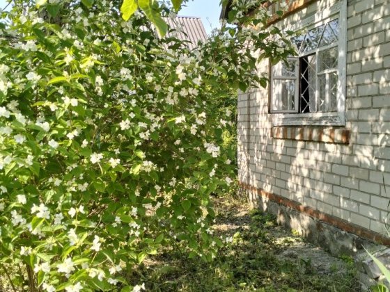 Продам дачу "Будівельник" Власівка Кременчуг