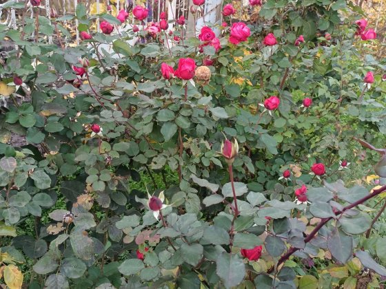 Продам дом на два хозяина район Артема Кривой Рог