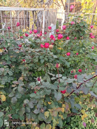 Продам дом на два хозяина район Артема - фото 1