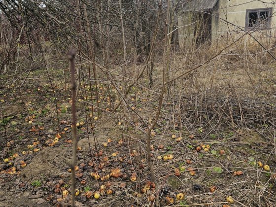 Продаж  гарної  дачі  Чернівці Чернівці