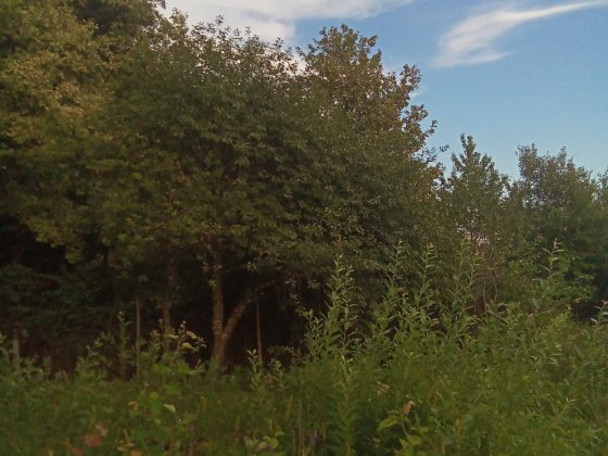 Продається дачний будинок з ділянкою Ужгород