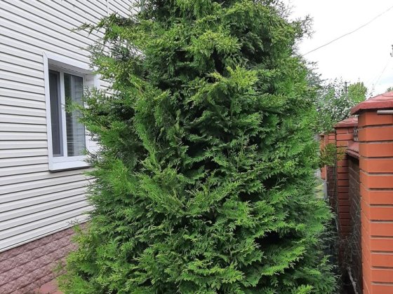 Будинок 164м2. Олександрівка Чернигов