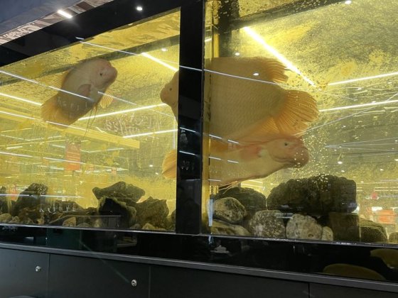 Семейная пара переселенцы из волчанска. Харків