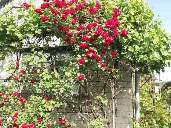 Дача Великий Луг Запоріжжя