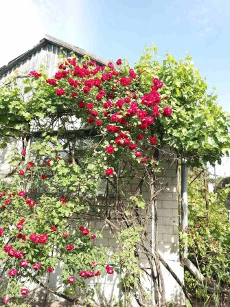 Дача Великий Луг - фото 1