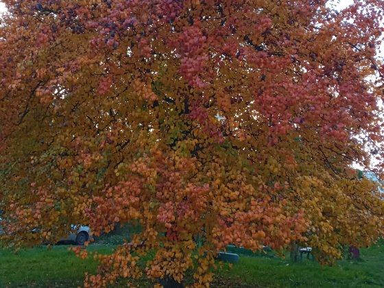 Дача в межах міста Кропивницький