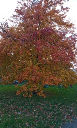 Дача в межах міста - фото 1