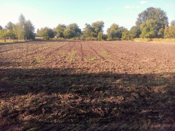 Господарство 70 сотих землі для життя і під бізнес(під будь які держав Софиевская Борщаговка