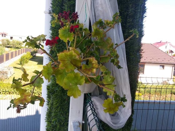 Васильків будинок дом аренда в оренду газове опалення від господаря Васильків