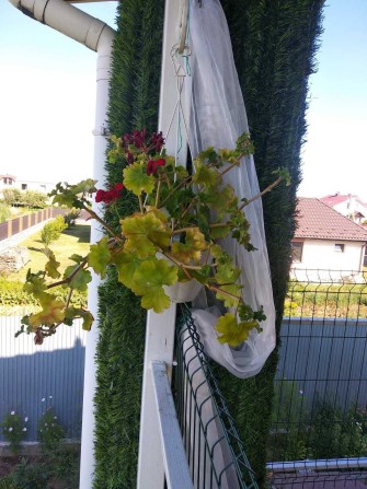 Васильків будинок дом аренда в оренду газове опалення від господаря - фото 1