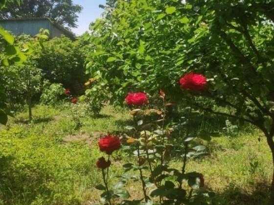 Сдам дом Фонтан 2 к+ трасса, мангал,сад.Животных можно!!