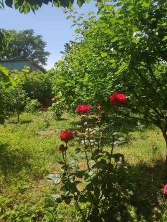 Сдам дом Фонтан 2 к+ трасса, мангал,сад.Животных можно!! - фото 1