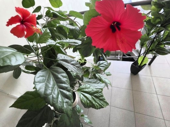 Минимум на месяц. Новострой. 1 к кв. Левый берег. Новый евро. Днепр