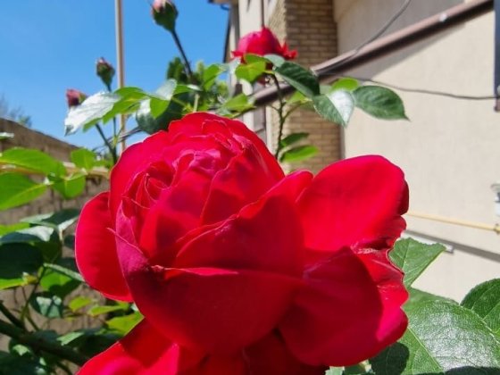 От месяца и дольше. Новострой. 1 к кв. Левый берег. Риелторы не звонит Днепр