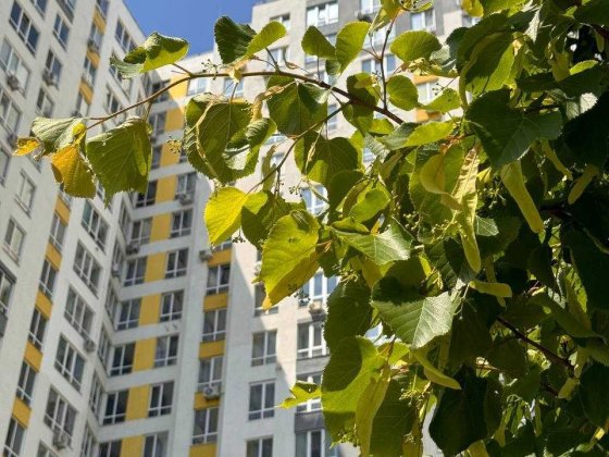 Видова 3-к поруч з лісом. Мінімальне оформлення, єоселя, сертифікат Ірпінь