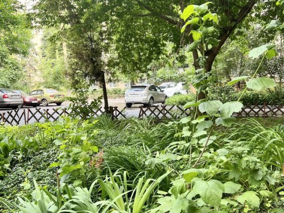 Сертифікат беремо. Продам 3к Чешку ж/м Тополь-1, д.15.