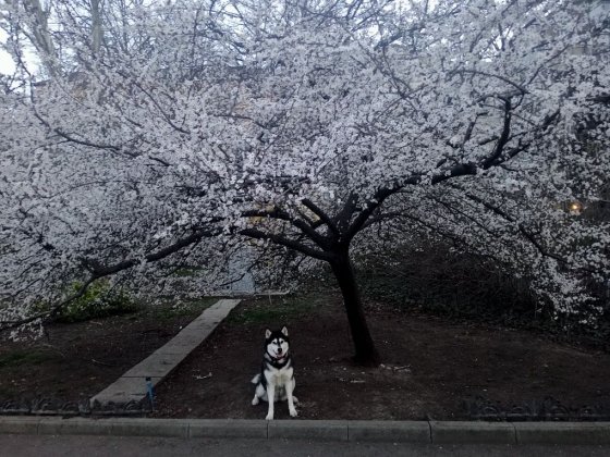 3-х кімнатна, вигляд на море,  на   Бульварі Жванецького, Апельсин Одеса
