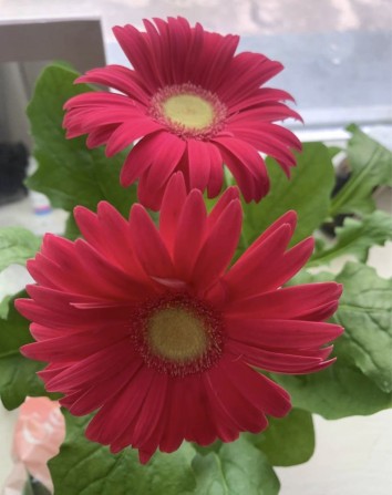 Шуменский 10 минут рынок - фото 1