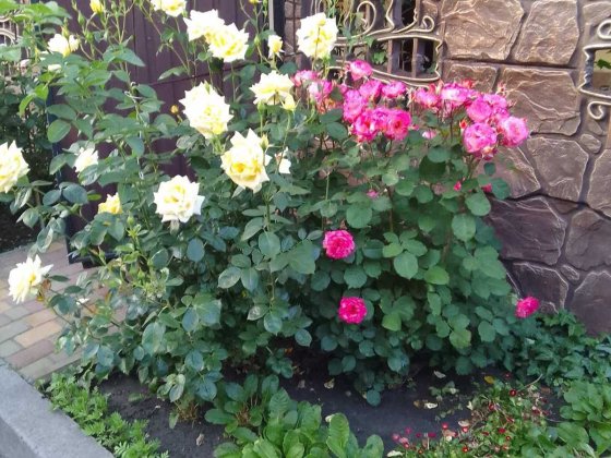 Здам кімнату хлопцю в приватному єлітному будинку. Від власника. Київ